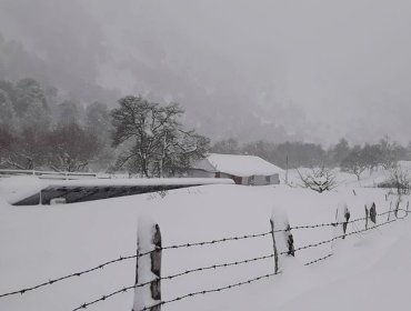 Más de 2 mil personas se encuentran aisladas en la región de La Araucanía debido a las nevazones