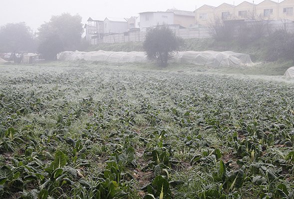Gobierno decreta emergencia agrícola en diez regiones tras nevazones y heladas que dejó el sistema frontal