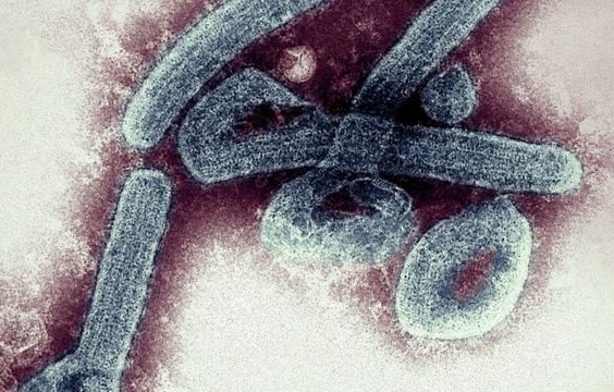 OMS en alerta por los primeros dos casos confirmados del mortal virus de Marburgo en Ghana