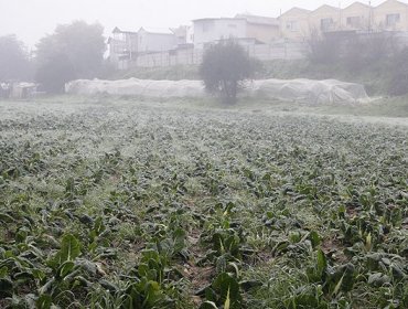 Gobierno decreta emergencia agrícola en diez regiones tras nevazones y heladas que dejó el sistema frontal