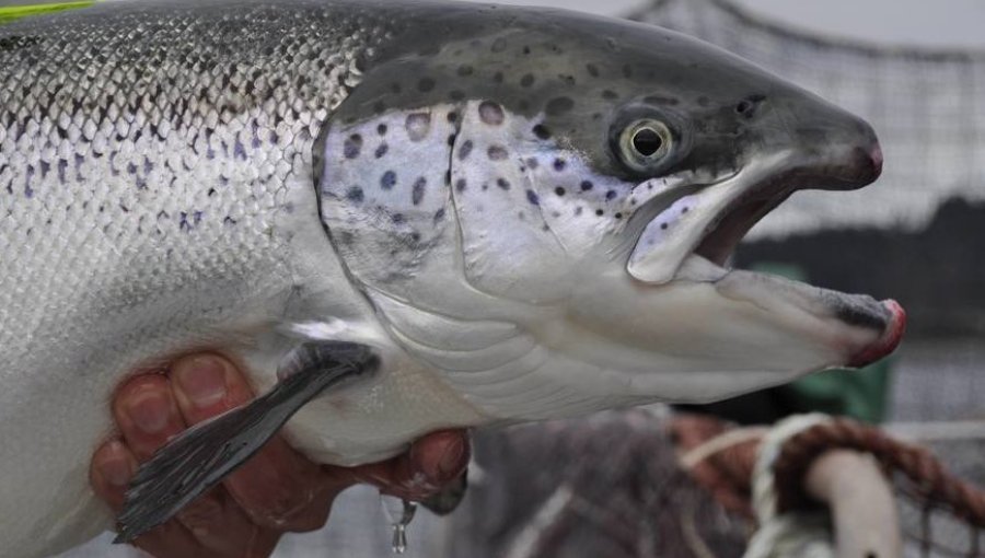 Delincuentes asaltaron a conductor de camión y huyeron con más de $100 millones en salmones en Calbuco