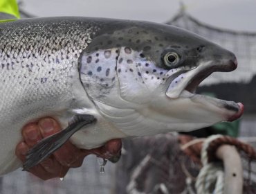 Delincuentes asaltaron a conductor de camión y huyeron con más de $100 millones en salmones en Calbuco