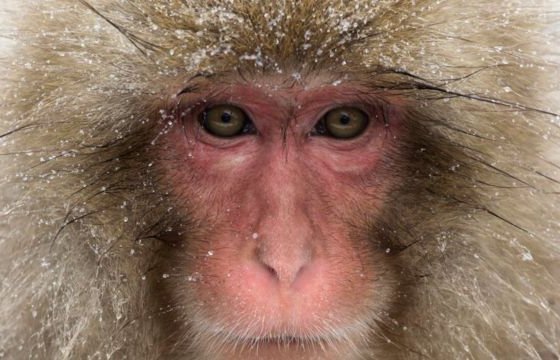 La ola de ataques de monos salvajes que aterroriza a la ciudad japonesa de Yamaguchi