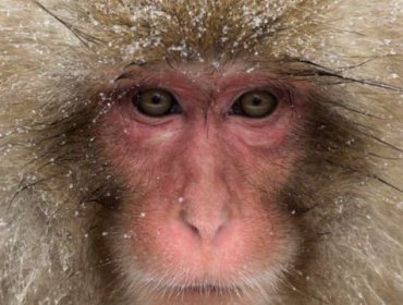 La ola de ataques de monos salvajes que aterroriza a la ciudad japonesa de Yamaguchi
