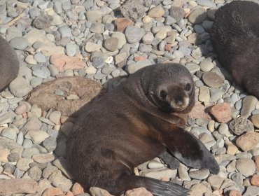 Operativo de limpieza permite rescatar a tres ejemplares de lobo fino en el archipiélago de Juan Fernández