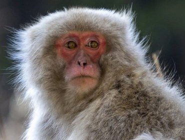 Capturan y matan en Japón a miembro de la banda de macacos que aterrorizó a la ciudad de Yamaguchi