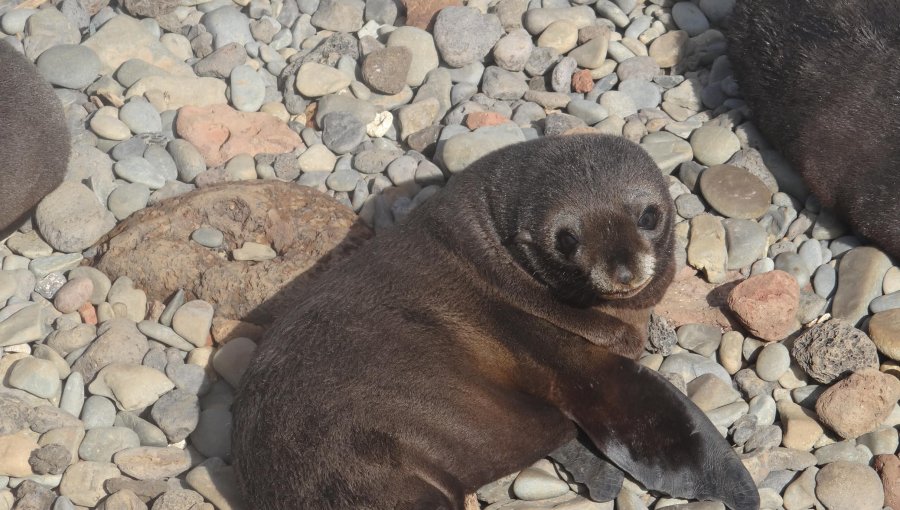 Operativo de limpieza permite rescatar a tres ejemplares de lobo fino en el archipiélago de Juan Fernández