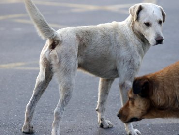 Perrita murió luego de ser colgada a un cartel en Pozo Almonte: responsable quedó en libertad