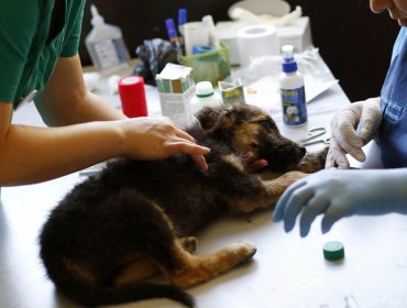 Falso médico veterinario fue condenado por ejercer la profesión de manera ilegal y por maltrato animal: no podrá tener mascotas