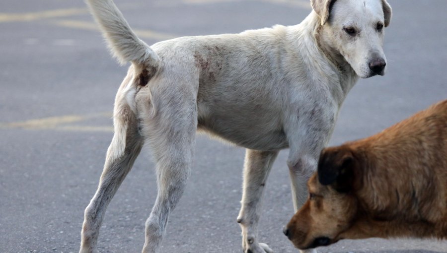 Perrita murió luego de ser colgada a un cartel en Pozo Almonte: responsable quedó en libertad