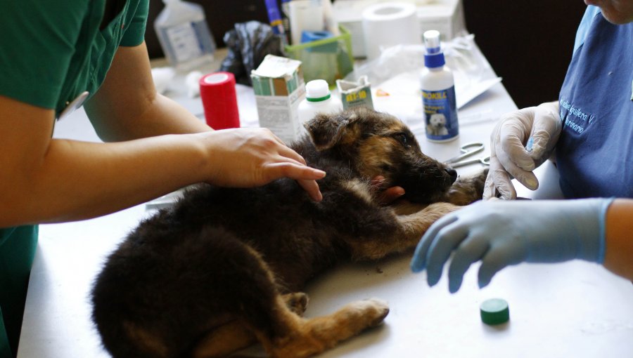 Falso médico veterinario fue condenado por ejercer la profesión de manera ilegal y por maltrato animal: no podrá tener mascotas