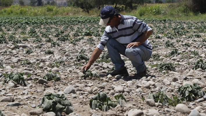 Anuncian emergencia agrícola para la región de Arica y Parinacota