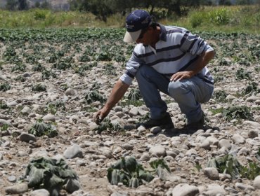 Anuncian emergencia agrícola para la región de Arica y Parinacota