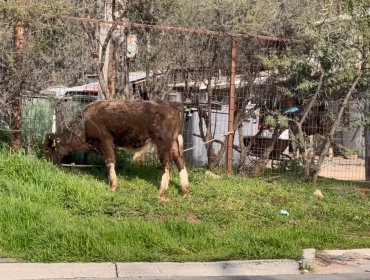 Descubren matadero clandestino en sector de Los Molles en Quilpué: fueron encontrados equinos y bovinos faenados