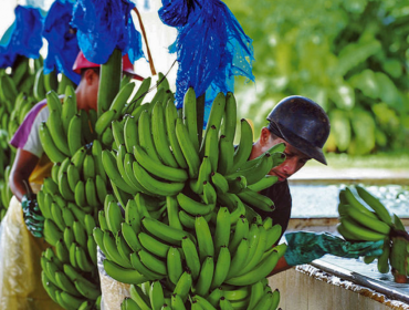 "Los pesticidas nos dejaron estériles”: La denuncia de miles de trabajadores bananeros en América Latina