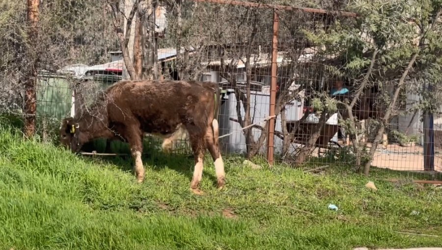Descubren matadero clandestino en sector de Los Molles en Quilpué: fueron encontrados equinos y bovinos faenados