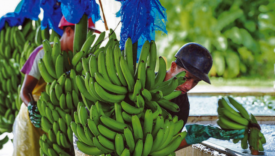 "Los pesticidas nos dejaron estériles”: La denuncia de miles de trabajadores bananeros en América Latina