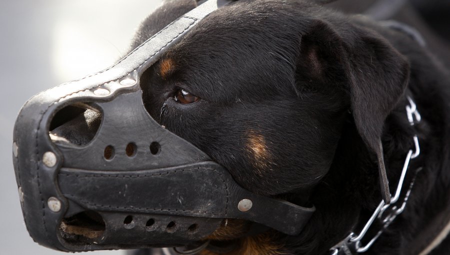 Juzgado de Policía Local decide trasladar a centro de adiestramiento a Rottweiler que atacaron a niña de 5 años en La Reina