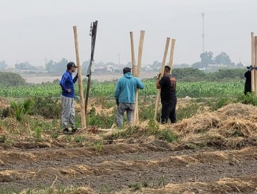 Carabineros frustra masiva toma de terreno en Arica: Más de 80 personas intentaron instalarse en predio dedicado a la agricultura