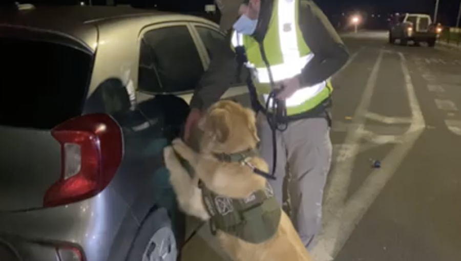 Perros detectores de droga hallaron pasta base de cocaína oculta en un automóvil que transitaba por ruta de Nogales