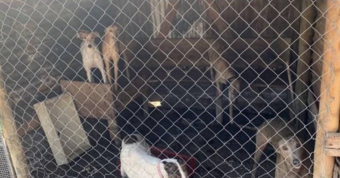 Oficina de Medioambiente de Limache rescató al menos 14 perros desde canil clandestino en la comuna