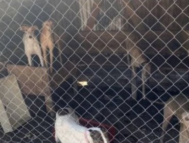Oficina de Medioambiente de Limache rescató al menos 14 perros desde canil clandestino en la comuna