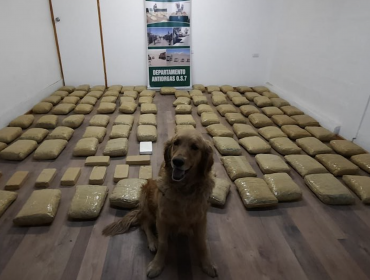 Olfato de perro policial permite incautar más de 100 paquetes con diferentes drogas en carretera de Sierra Gorda