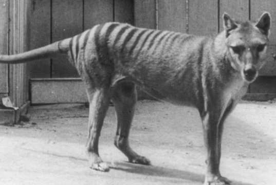 El multimillonario plan para revivir al tigre de Tasmania extinguido hace 86 años