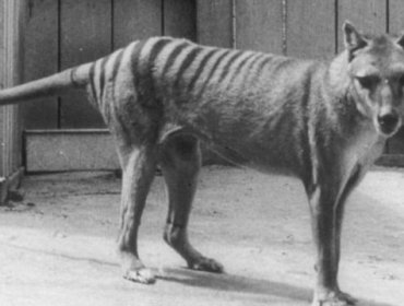 El multimillonario plan para revivir al tigre de Tasmania extinguido hace 86 años