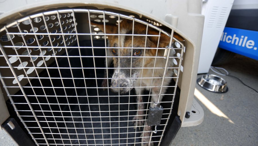 Denuncian brutal caso de zoofilia en Maipú: Municipio inició investigación y operativo para evaluar a otros perros del sector