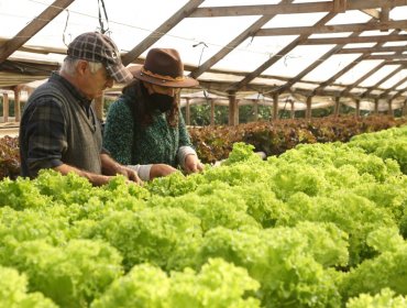 Agricultor de Limache desarrolla innovador cultivo hidropónico debido a la crisis hídrica