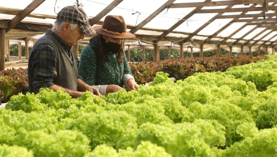 Agricultor de Limache desarrolla innovador cultivo hidropónico debido a la crisis hídrica