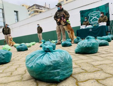 Golpe al narcotráfico en la región de Valparaíso: 50 kilos de marihuana elaborada fueron sacados de circulación