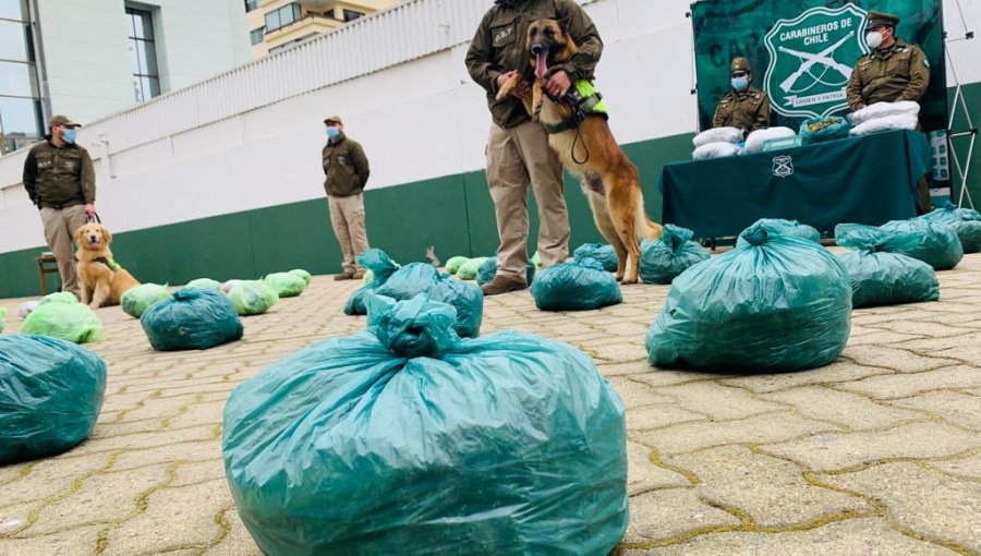 Golpe al narcotráfico en la región de Valparaíso: 50 kilos de marihuana elaborada fueron sacados de circulación
