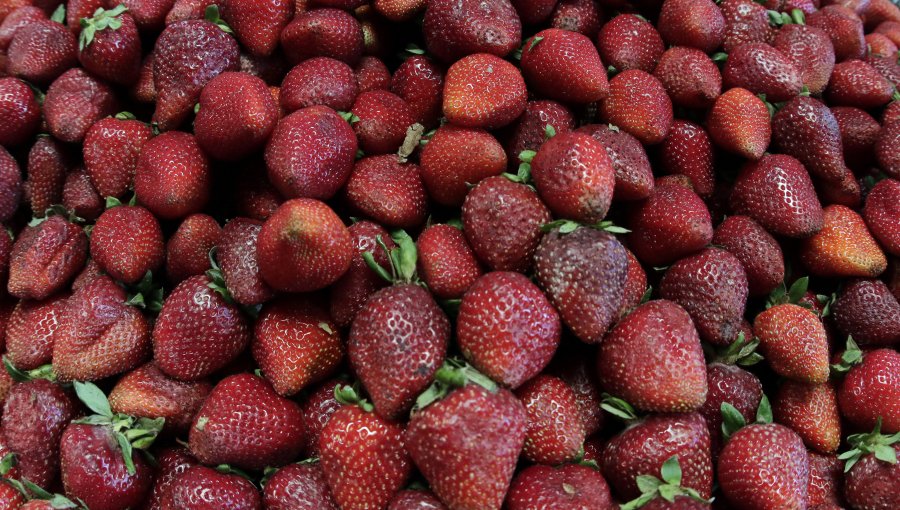 Ministerio de Agricultura declara emergencia agrícola por plaga que afecta a la producción de frutillas