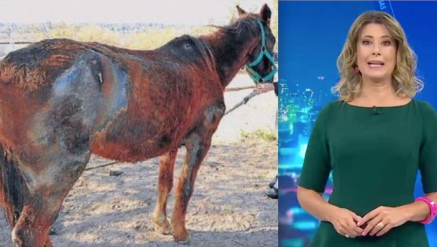 Chilevisión debió aclarar polémica “Fake News”: Fotografía de caballo herido en manifestación en la Alameda era falsa