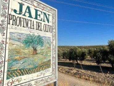 Cómo la peor sequía de la historia está devastando el "jardín de Europa" y disparando los precios del aceite de oliva