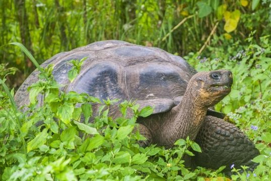 Fiscalía ecuatoriana investiga la muerte violenta de varias tortugas gigantes en Galápagos