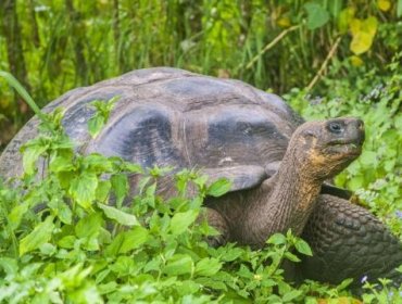 Fiscalía ecuatoriana investiga la muerte violenta de varias tortugas gigantes en Galápagos