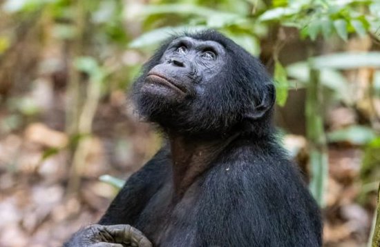 ¿Un gesto tierno o algo más siniestro? La intrigante imagen de un chimpancé con una cría de mangosta en brazos