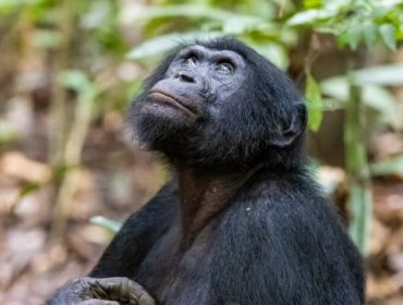 ¿Un gesto tierno o algo más siniestro? La intrigante imagen de un chimpancé con una cría de mangosta en brazos
