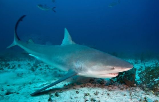 Pasajera de un crucero murió por las heridas que le causó un tiburón mientras buceaba cerca de las Bahamas