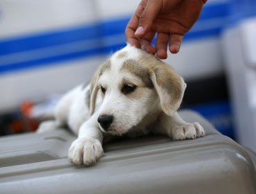 Los seis beneficios que genera en las personas la decisión de adoptar una mascota