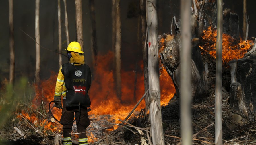 «Mesa de Incendios»: Preocupa expansión de viviendas precarias en sectores de riesgo de emergencias forestales en la V Región