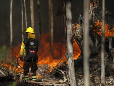 «Mesa de Incendios»: Preocupa expansión de viviendas precarias en sectores de riesgo de emergencias forestales en la V Región