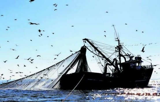 Comisión del Senado aprueba en general el proyecto que declara la nulidad de la Ley de Pesca