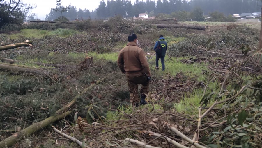 Descubren cortas ilegales de bosque nativo y plantaciones en toma de Reñaca Alto: responsables fueron infraccionados