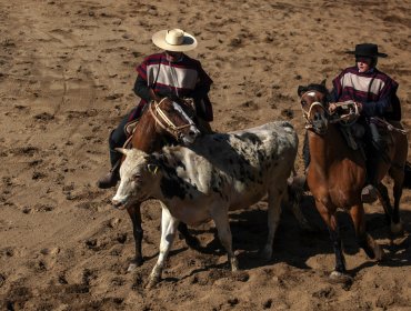 63% de los chilenos considera como maltrato animal al rodeo, según encuesta Criteria