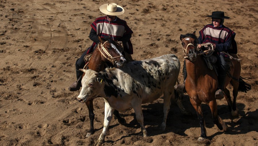 63% de los chilenos considera como maltrato animal al rodeo, según encuesta Criteria