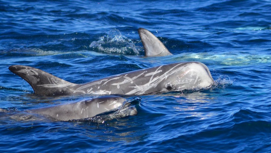 Manada de unos 50 delfines de risso sorprendió a residentes y turistas de Cartagena: se estaban alimentando en la bahía de Playa Chica